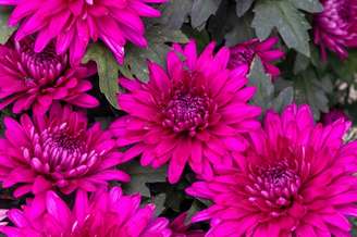 5. O crisântemo rosa é ótimo para decorar festas. Foto: Freepik