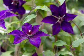 Barbas-de-velho: Há uma abundância de clematites de flores roxas para escolher, com flores de malvas pálidos a roxos profundos. Para as flores da primavera, experimente Clematis alpina, ou para o verão, cultive uma variedade de Clematis viticella.