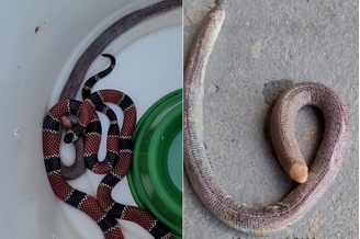 Cobra coral regurgita anfisbênia, ou cobra-de-duas-cabeças, em SC