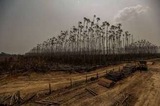 Ritmo do desmatamento cresceu no País no período de 2018 a 2022