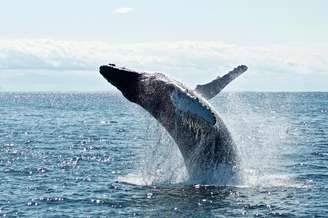 Homem morre após baleia colidir com barco na Austrália
