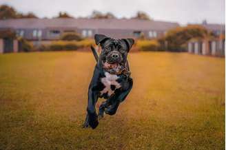 Tamanho fez cane corso ser usado em batalhas de arena. (Fonte: Getty Images)