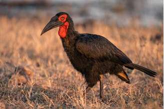 (Fonte: Getty Images)