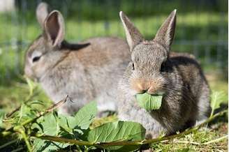 (Fonte: Getty Images)