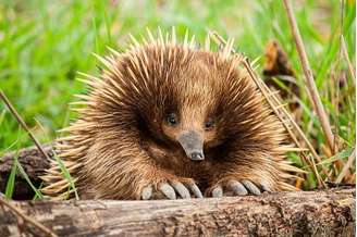(Fonte: GettyImages)