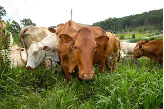 Vacas caracu do rebanho da fazenda Chiqueirão em Poços de Calda