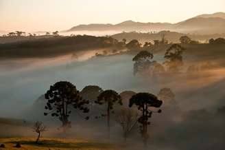 Araucárias na Serra da Bocaina, onde está Cunha e Paraty