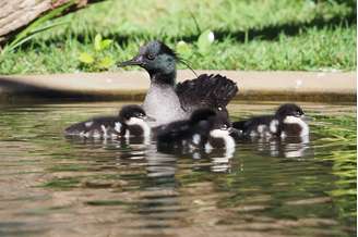 Pato-mergulhão corre risco de extinção