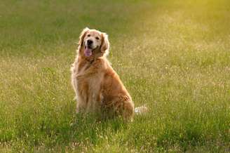 raça de cachorro grande golden retriever sentada