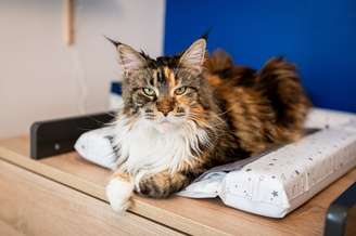 maior gato do mundo maine coon deitado