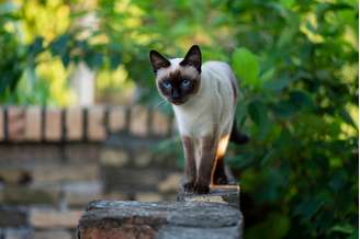 gato Siamês em cima de muro