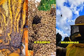 Colmeia com pelo menos 80.000 abelhas é encontrada em telhado de escola em SC