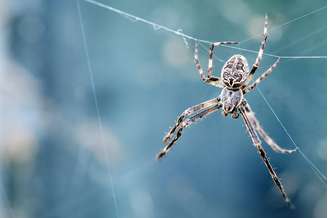 Sonhar com aranha
