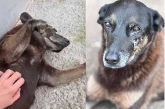 Cão Orelha, animal comunitário que foi vítima de agressão em Florianópolis e precisou passar por eutanásia