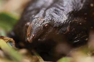 A Nasikabatrachus sahyadrensis passa quase toda a vida sob a terra, emergindo apenas durante as monções para se reproduzir – Wikimedia Commons/RaghunathanGanesh