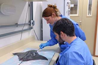 O sangue dos animais foi retirado de forma não letal, processado em laboratório e analisado.