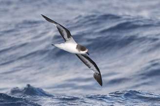 Petrel-das-bermudas – Wikimedia Commons/steve b