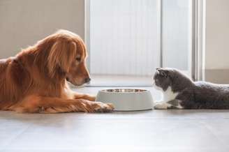 A quantidade de alimento ideal para cães e gatos no inverno depende da rotina, da saúde e do nível de atividade de cada pet