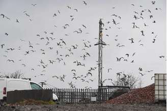 As gaivotas são aves marinhas pertencentes à família Laridae, conhecidas por sua adaptabilidade e presença em diversas partes do mundo. Elas podem ser encontradas em áreas interiores, como lagos, rios e até lixões urbanos.