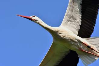 Conhecidas no imaginário popular pela associação com a chegada dos bebês, as cegonhas também se tornaram símbolos de fertilidade, renovação e novos começos. Essas aves migratórias chamam atenção pelo voo elegante e pelo cuidado dedicado aos filhotes.