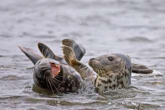 <p>Uma foca parece estapear a outra por rir dela nesta imagem de Tom McDonnell</p>