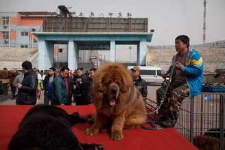 Cães da raça mastim tibetano são atração de feira em Baoding, província de Hebei, ao sul de Beijing