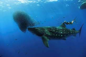 Testemunhas afirmam que o tubarão-baleia se movia lentamente
