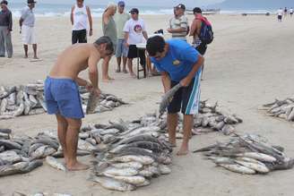 No primeiro dia da temporada de pesca da tainha, pescadores artesanais conseguiram capturar mais de duas toneladas do peixe na praia do Campeche, localizada na região sul de Florianópolis, nesta quarta-feira