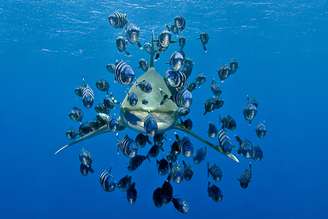 <p>Os oceanos são responsáveis pela maior parte do oxigênio na atmosfera. Na imagem, peixes que comem parasitas são os únicos "amigos" dos tubarões</p>