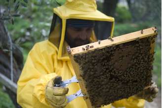 Realizar um curso de apicultura é o primeiro passo para incorporar a criação de abelhas à propriedade rural