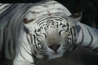 O Africam Safari conta com mais de 350 espécies, algumas delas ameaçadas de extinção, como o tigre branco