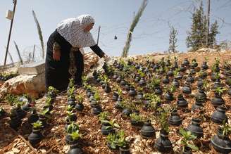 <p>Mulher palestina rega flores em seu "jardim de bombas", em uma vila na cidade de Ramallah, na Cisjordânia; as flores estão plantadas em cápsulas de bombas de gás lacrimogêneo coletadas nos inúmeros confrontos com as forças de segurança israelenses</p>