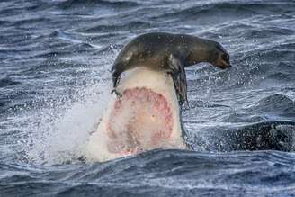 O fotógrafo irlandês David Jenkins, 41 anos, registrou uma foca se equilibrando sobre o focinho de um tubarão branco nas proximidades da costa da Cidade do Cabo, na África do Sul. O animal ficou a centímetros de ser engolido pelo predador, mas consegui escapar
