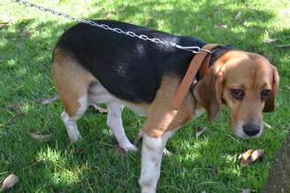 <p>Instituto é alvo de protestos de manifestantes por supostos maus-tratos a cães da raça beagle</p>