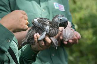 <p>O projeto de preservação da arara azul está completando 24 anos e tirou a ave da lista de animais em extinção no brasil.</p>
