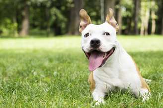 <p>Usuários deixam erva em locais onde os cães têm acesso, por isso o número de intoxicações tem aumentado</p>