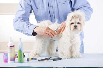 Prestar atenção aos pelos nas solas das patas do pets é importante para a higiene e mobilidade deles