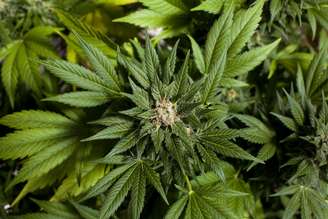 <p>Os residentes de Wasington DC também poderão cultivar três pés de maconha em casa se a legalização da erva for aprovada</p>