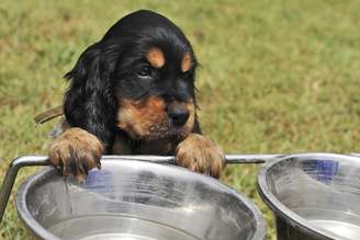 Uma das principais medidas para aliviar o calor do animal é deixar água fresca e, se possível, resfriada, no bebedouro do cão. Para isso, é necessário trocá-la durante o dia