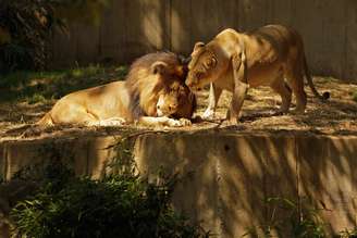 Leão morreu infectado por Antraz em zoológico na Hungria; outros animais estão sendo monitorados
