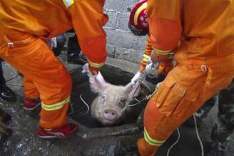 Bombeiros tiveram trabalho para resgatar o animal