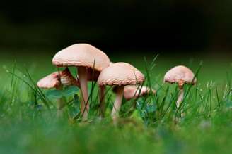 Os cogumelos não fazem mal ao jardim, mas são muito venenosos. Se tiver crianças ou animais em casa, o melhor é arrancá-lo