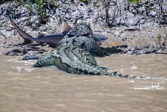 O crocodilo Brutus sacudia o animal dentro da água e, logo em seguida, foi para a terra com ele na boca