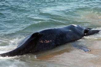 A baleia morta foi encontrada na praia da Macumba, no Recreio dos Bandeirantes