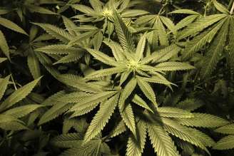 <p>Implantação da lei que autoriza o cultivo de <em>cannabis</em> está em andamento no Uruguai</p>