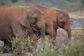 <p>Os elefantes, que tinham saído da reserva de Olpejeta, pisotearam a vítima</p>