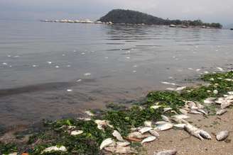 <p>Pescadores e ambientalistas mostram a mortandade de peixes e aves durante um passeio de traineira pela Baía da Guanabara, no Rio de Janeiro, RJ.</p>