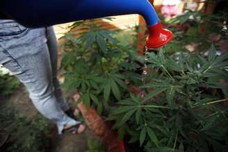 Mulher rega plantas que são cultivadas por motivos medicinais no Chile
