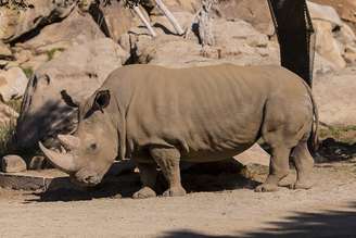 O rinoceronte Angalifu morreu em San Diego, aumentando o risco de extinção da espécie 