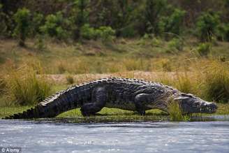 Calças estavam boiando na água e crocodilo tinha somente metade de um corpo na boca